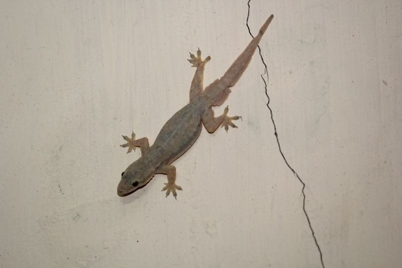 Lizard Removal detail