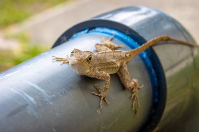 Lizard Removal detail