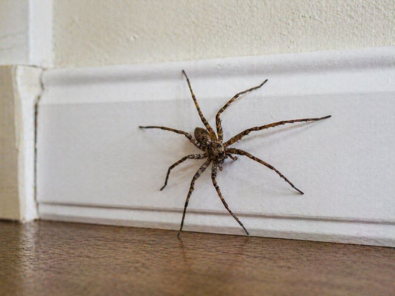 Huntsman Spider Extermination in New Braunfels, TX