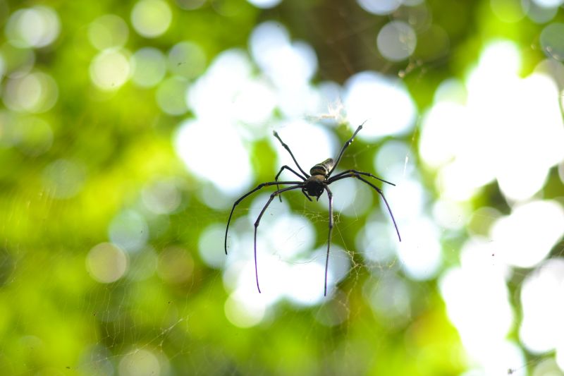 Common Spiders Extermination in Katy, TX