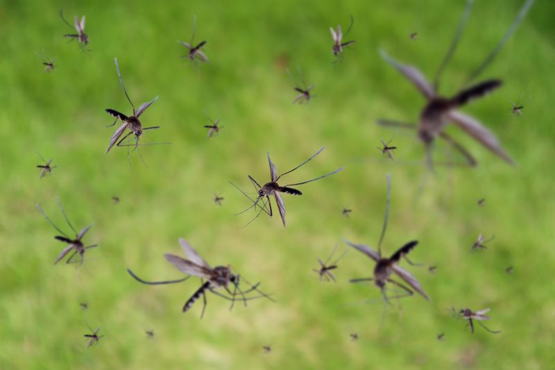 Fly Pest Control in New Braunfels, TX